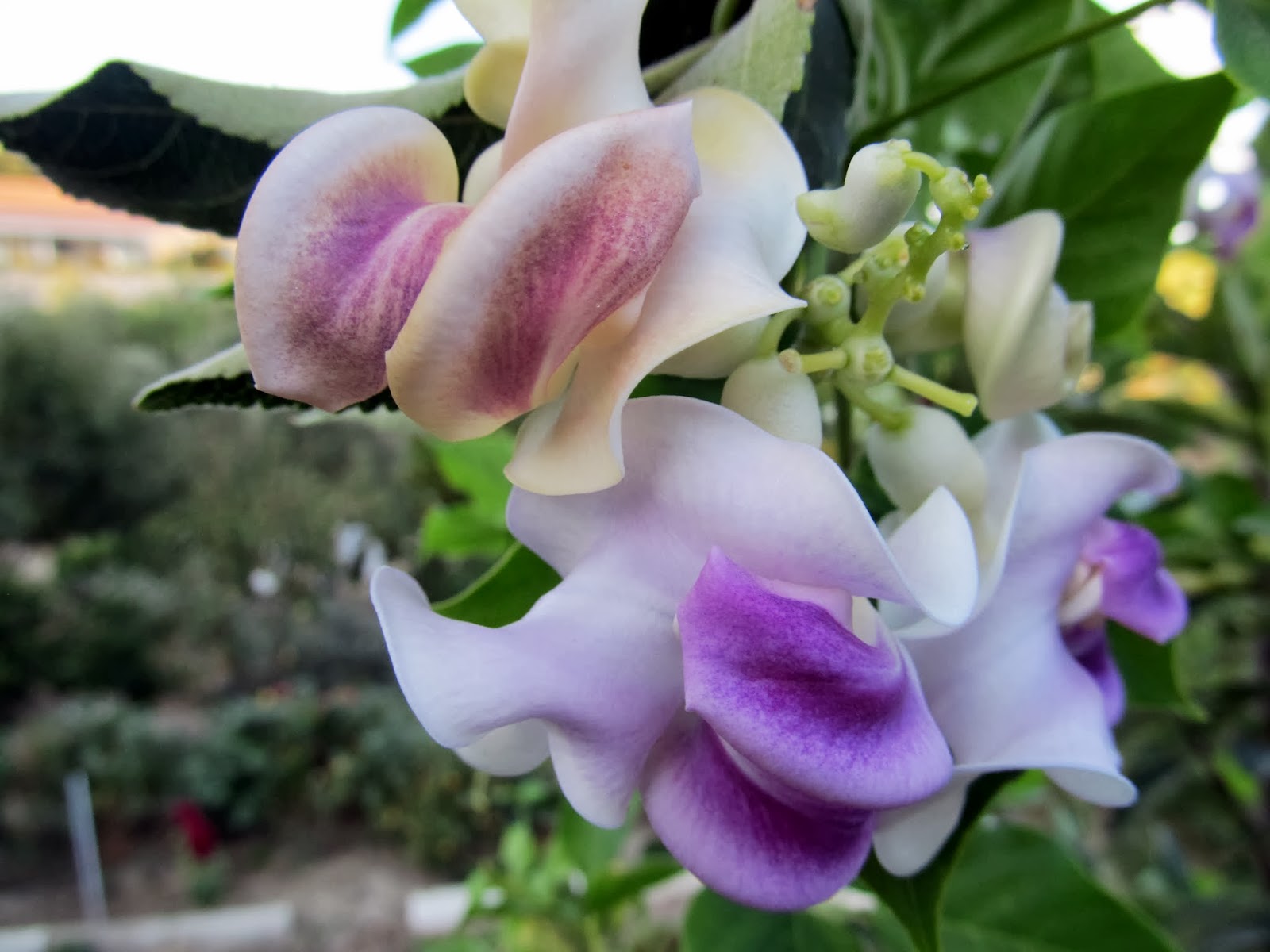 Cittaslow Botanik Park Adi Izmir Le Ozdesmis Bir Cicek Selluka