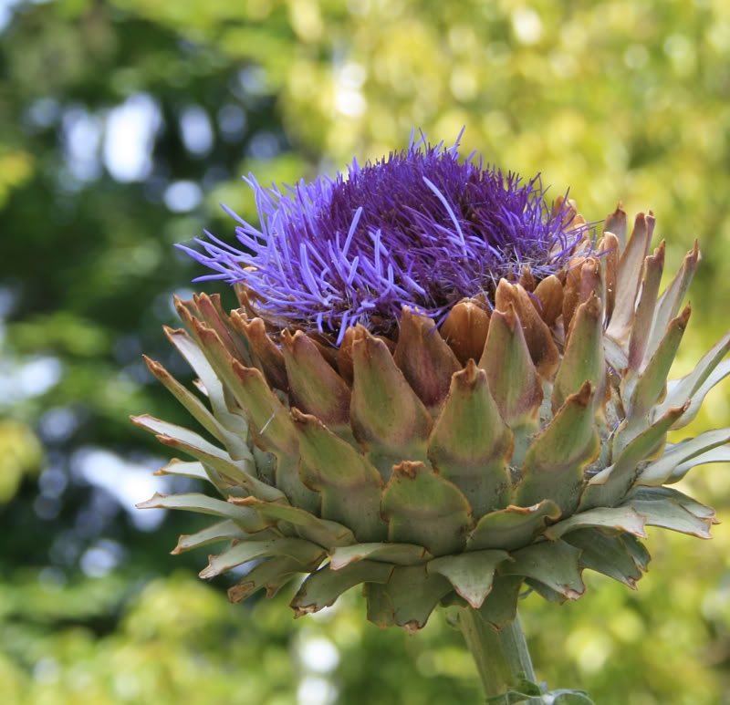 Artichoke Thistle Flower