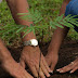 Plant a Tree for Better Future