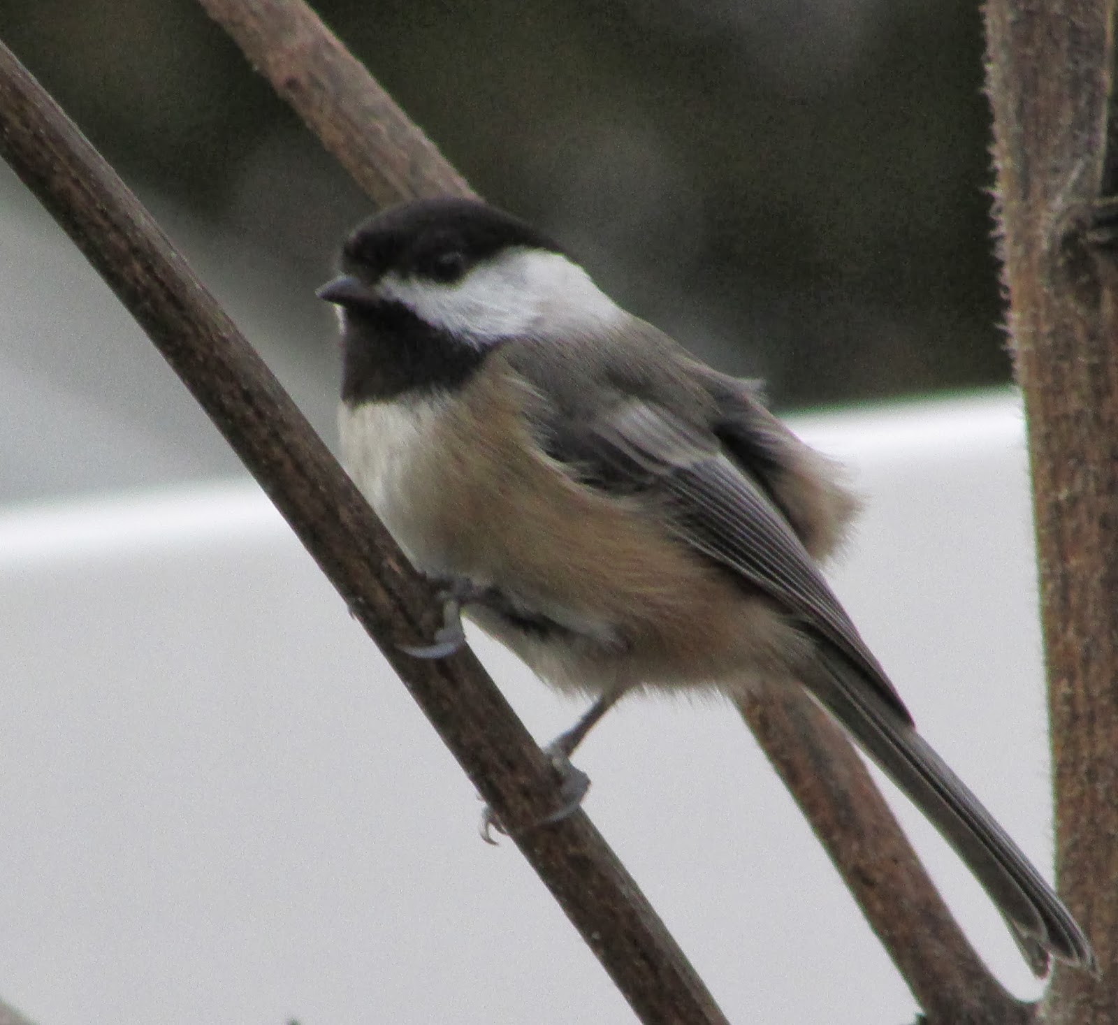 Long Island Birding Massapequa Backyard Birding
