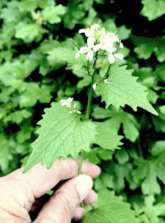 Knoblauchsrauke (Alliaria petiolata)