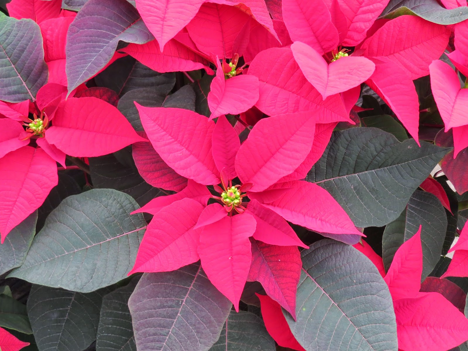 Poinsettias at the Plant Farm Susan's in the Garden