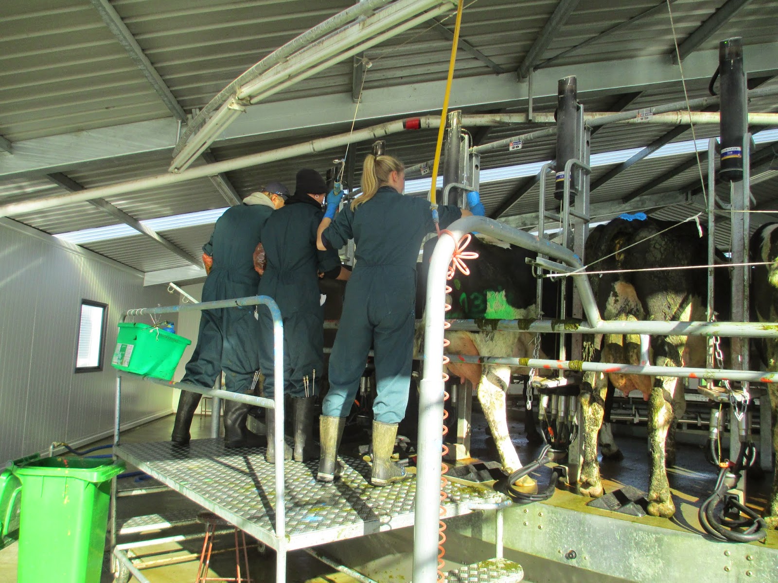 Ready for New Zealand : Besamungszeit auf Hollands Farm