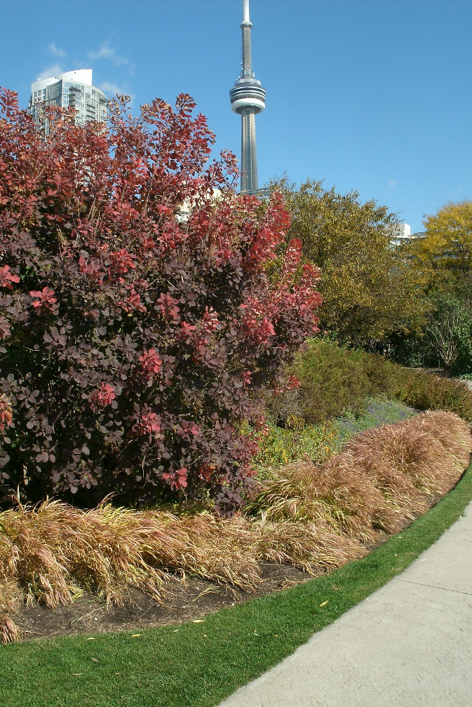 Gigue pathway at Toronto Music Garden Fall 2012 by garden muses-not another Toronto gardening blog
