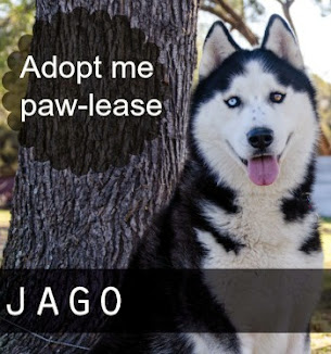 Adoptable Husky OTW