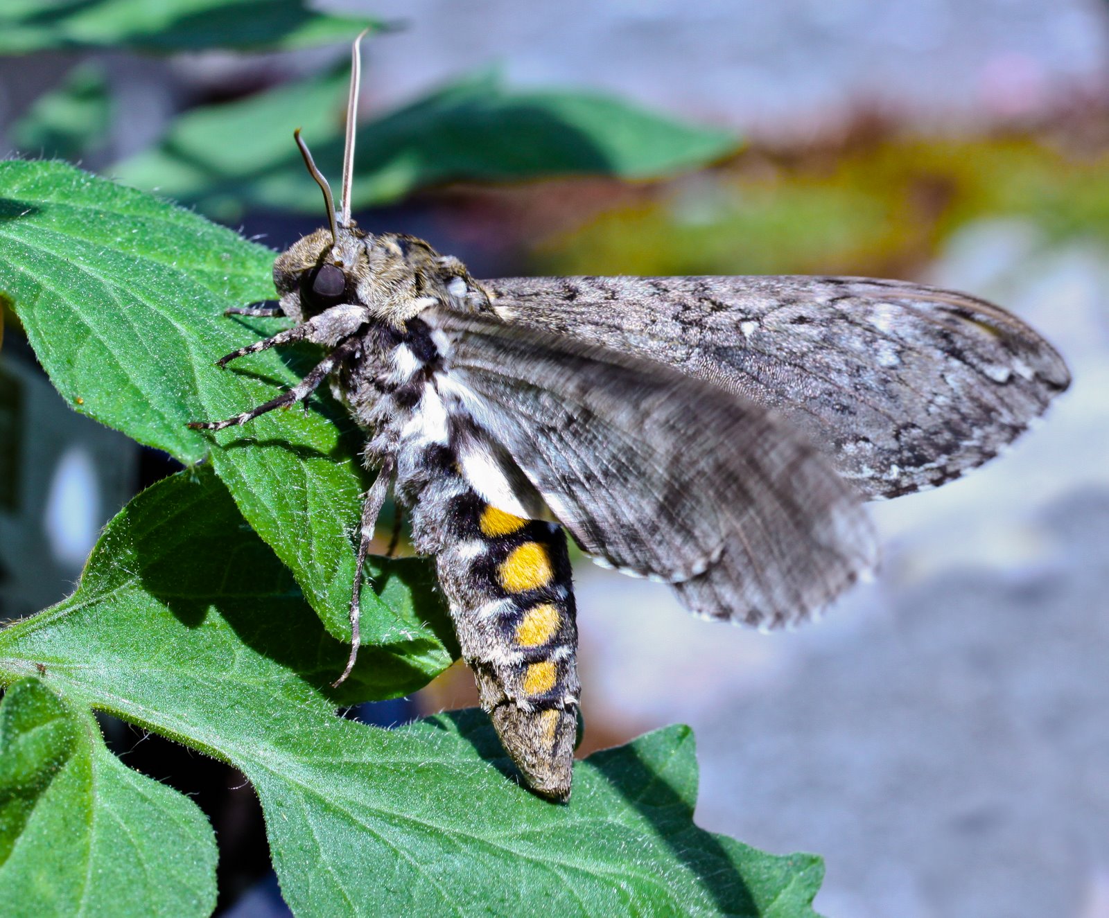 THE BACK STORY Hope And Tomato Season FiveSpotted Hawk Moth