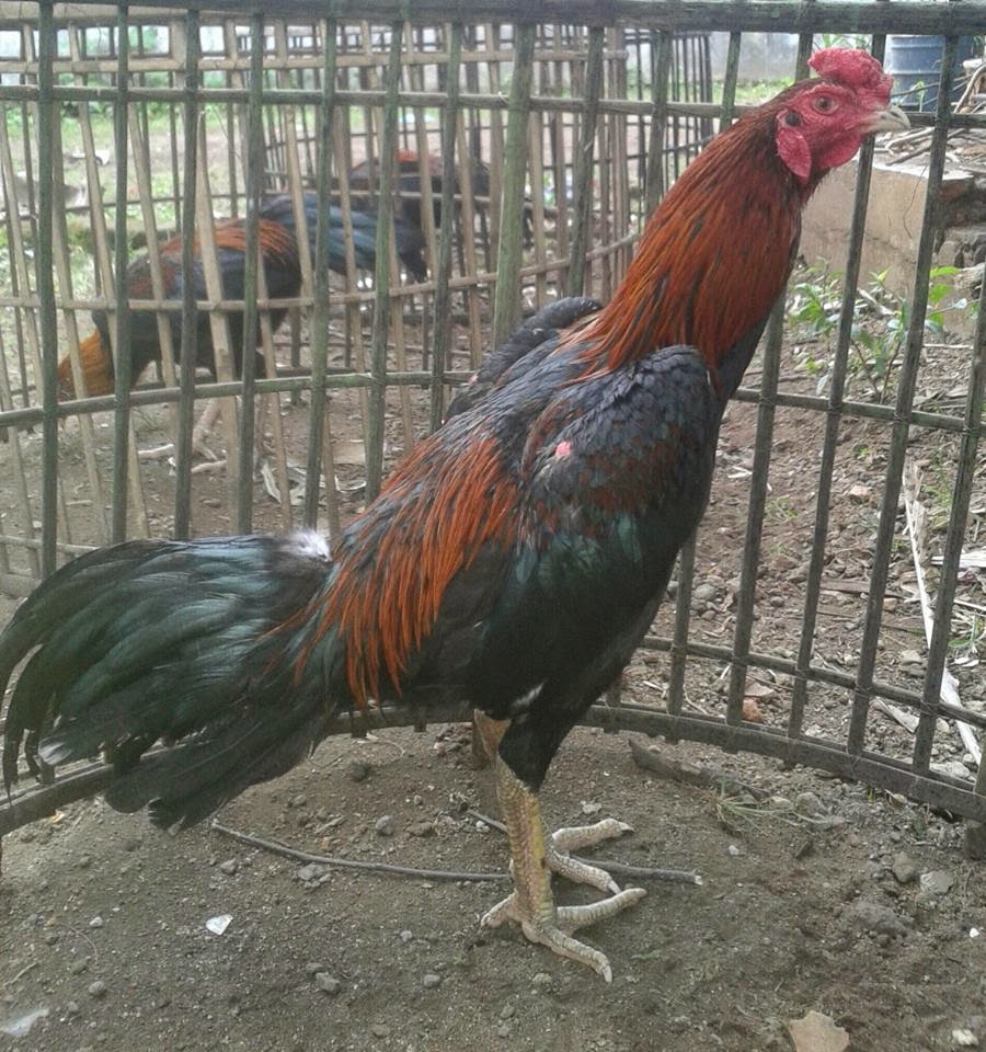 Ayam Bangkok Super Jawara Garut: AYAM BANGKOK SUPER