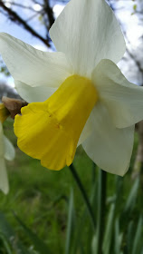 Spring-flowers-daffodils-nature