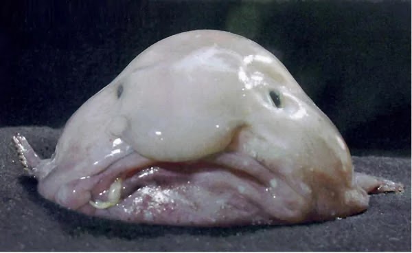 13 Pictures That Prove Mother Nature Is Messing With Us - Blobfish