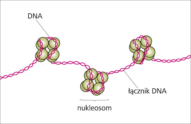 Wyjaśnij Dlaczego Dna Przed Podziałem Przyjmuje Postać Chromosomów I.2. GENETYKA - NOŚNIK INFORMACJI GENETYCZNEJ - DNA, klasa VIII