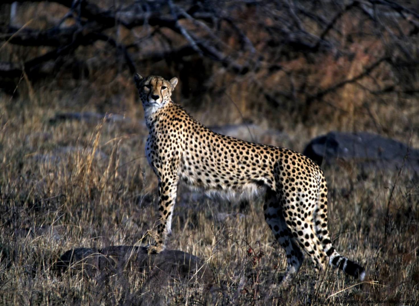 Cheetah   Wikipedia the free encyclopedia