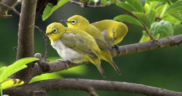 19 Macam Jenis Burung Pleci Terbaik (Lengkap Plus Gambar) - Unsur Rimba