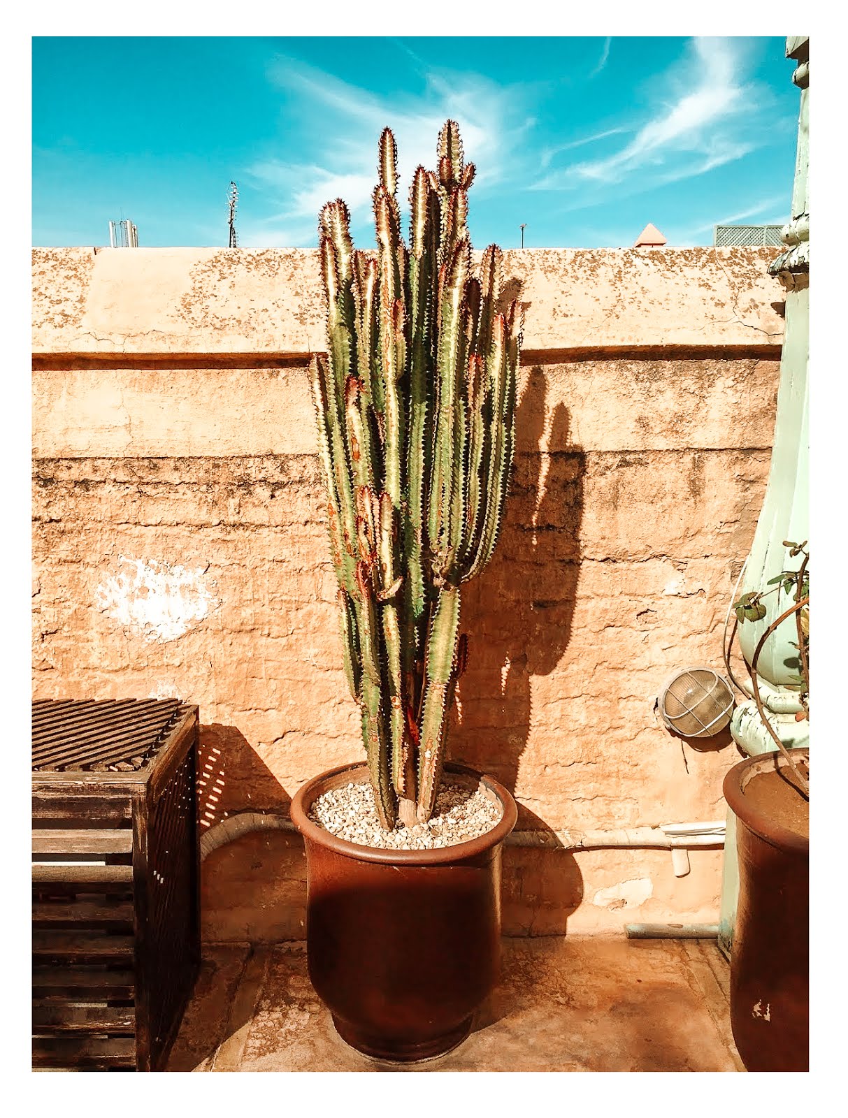 cactus en pot sur la terrasse du riad angsana à Marrakech