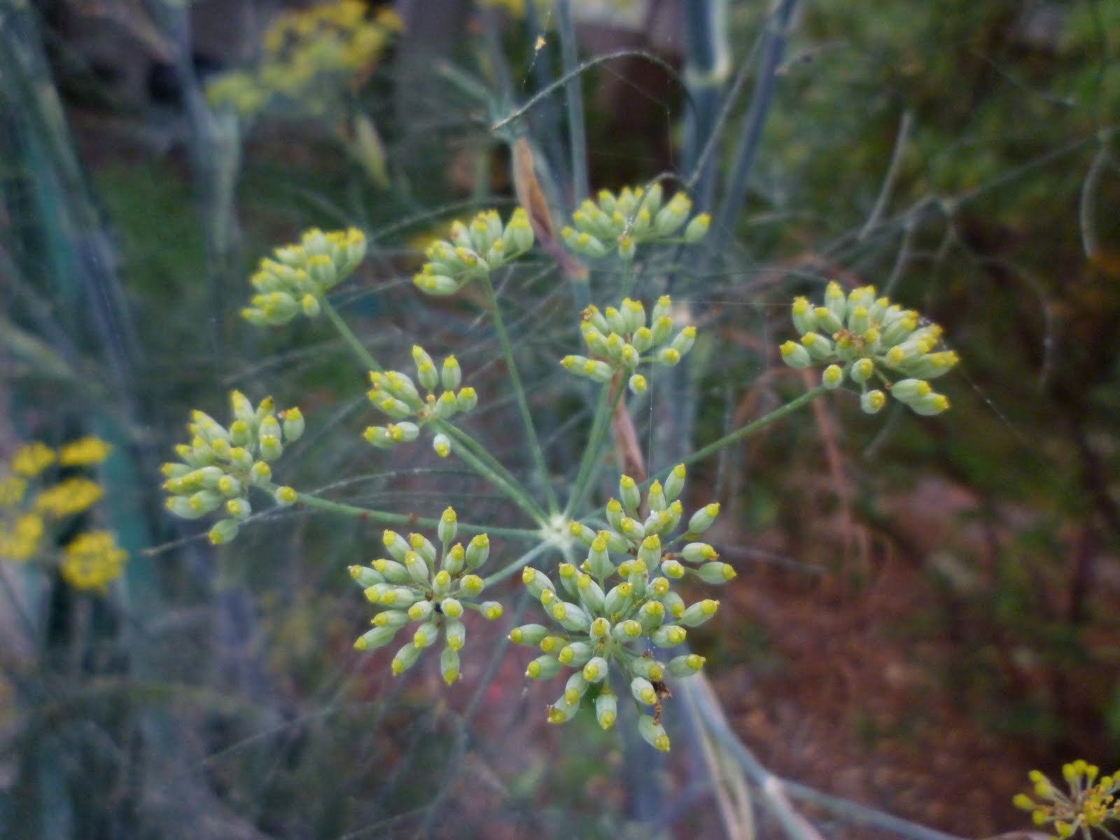 Gladsome Lights Spiders, Perfume, and Hot Lips