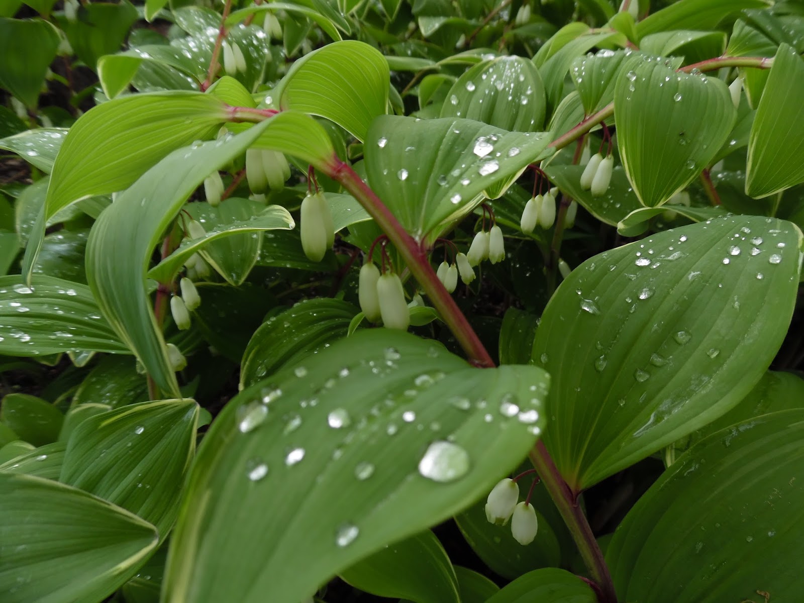 Ogród Tamaryszka KOKORYCZKA WONNA