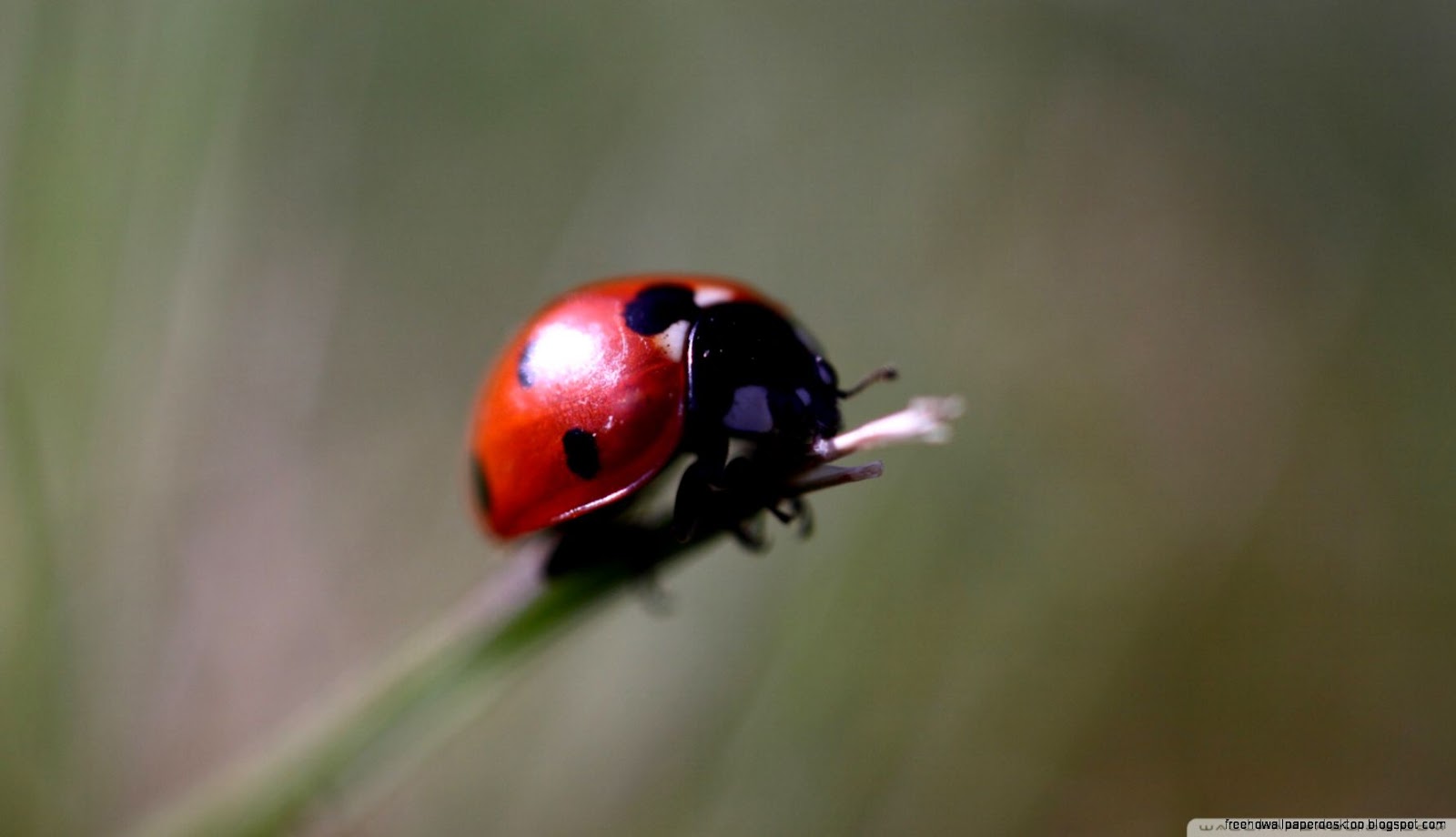 Macro Ladybug
