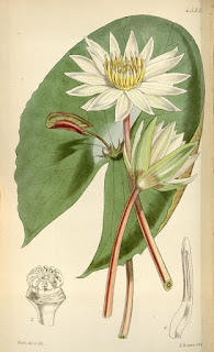 Curtis's botanical magazine