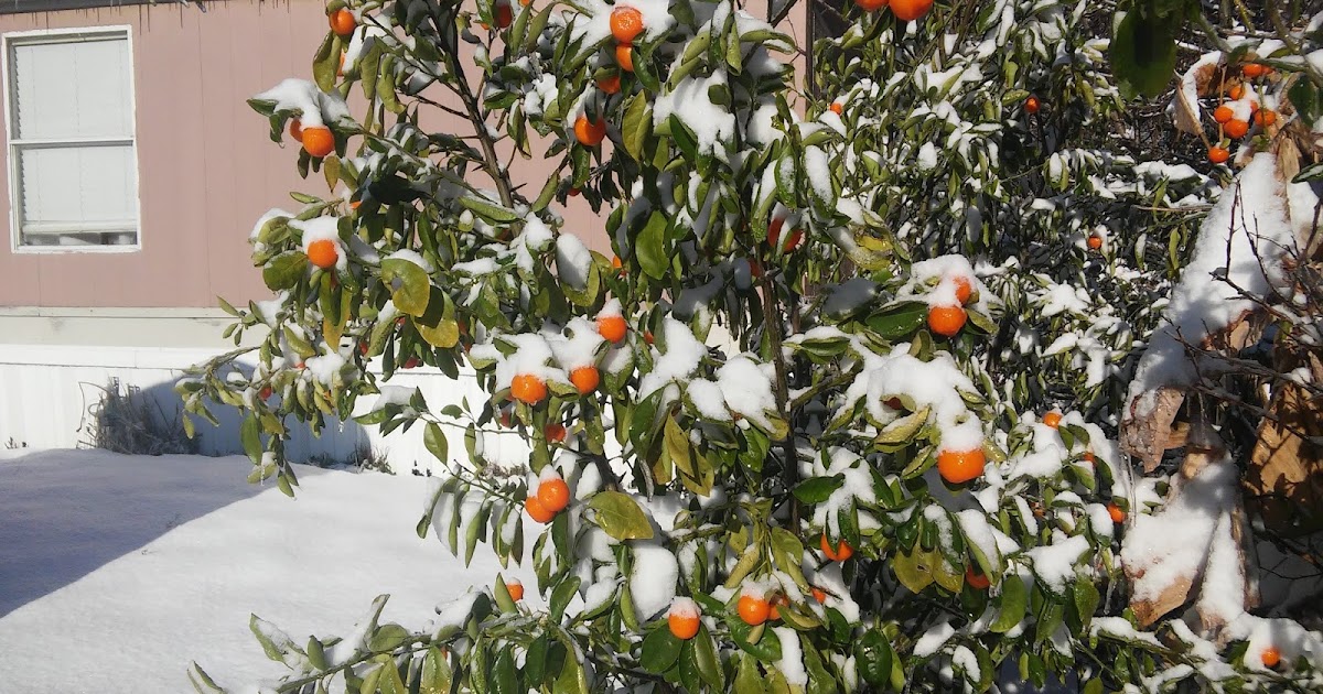 The Citrus Guy Citrus Freeze Damage and What you Should or Should Not do