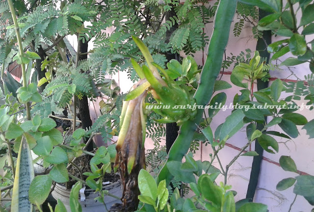 dragon fruit, gardening, home, home and living, how to grow dragon fruit in pots, pitaya, tips on growing dragon fruit, 