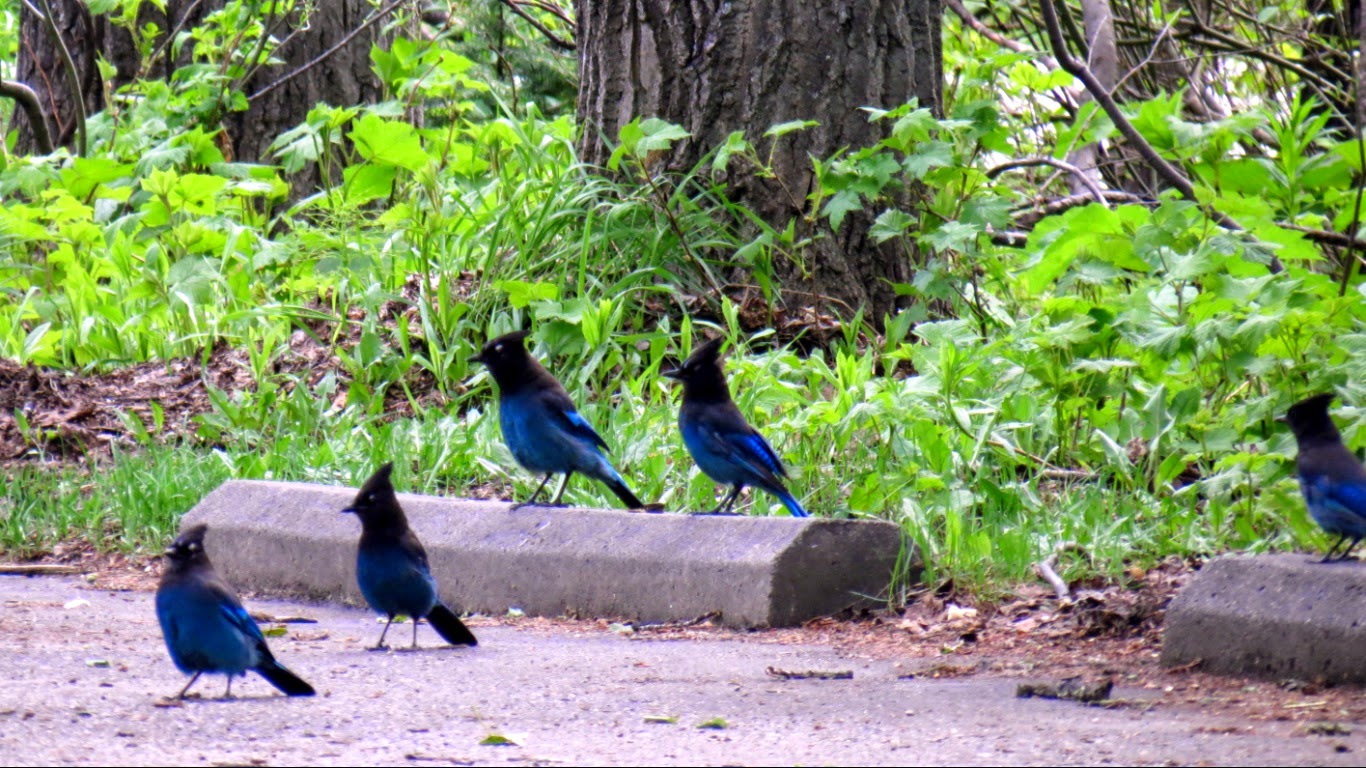 On the Road with Anna and Noel Oh Canada....