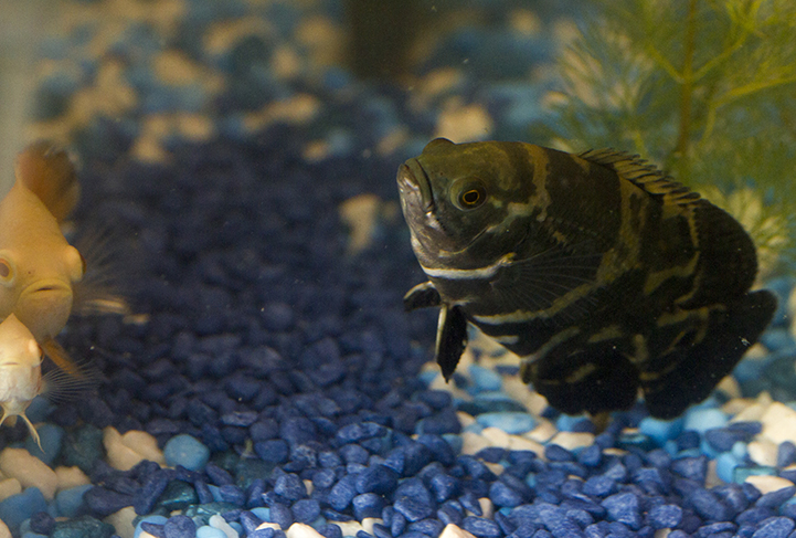 My Fish Tank Story