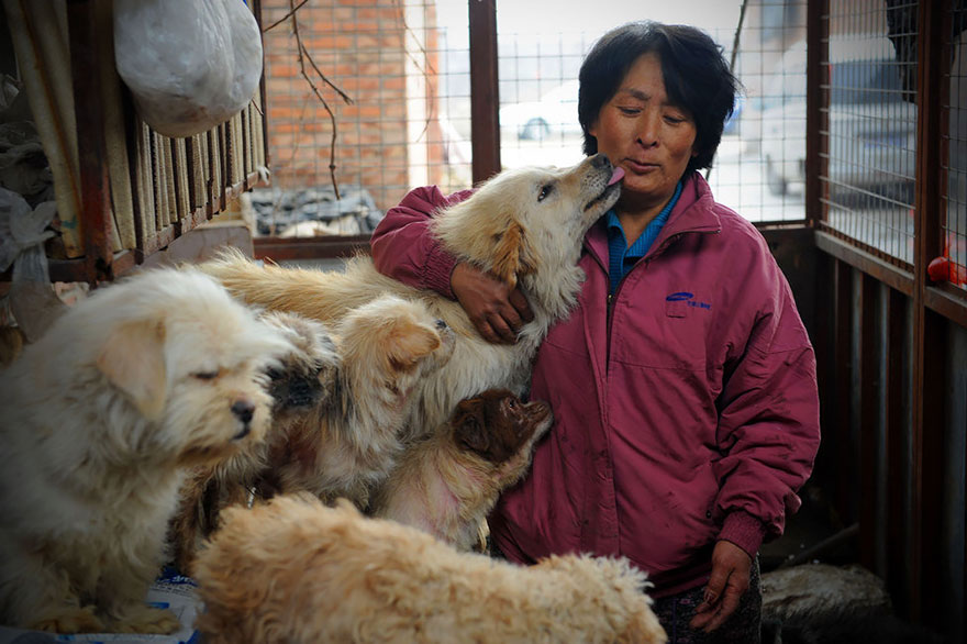 This is Yang Xiaoyun, a 65-year-old retired teacher who wants to stop dog slaughter in China - Chinese Woman Travels 1,500 Miles And Pays $1,100 To Save 100 Dogs From Chinese Dog-Eating Festival