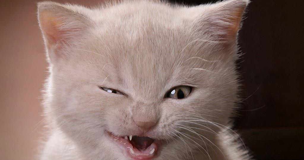 Funny Cat Wallpaper 13 | Download Free Wallpapers