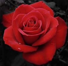 Arti Warna pada Bunga  Mawar  Blog Opie punya