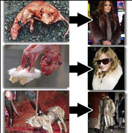 Animal Fashion Cruelty Animal Fashion Cruelty