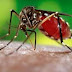 5 Fakta Unik Tentang Gigitan Nyamuk