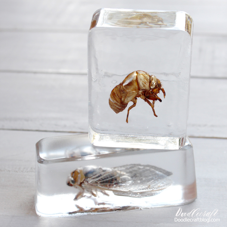 29 Cicada Inspired Creations For Everyone!
