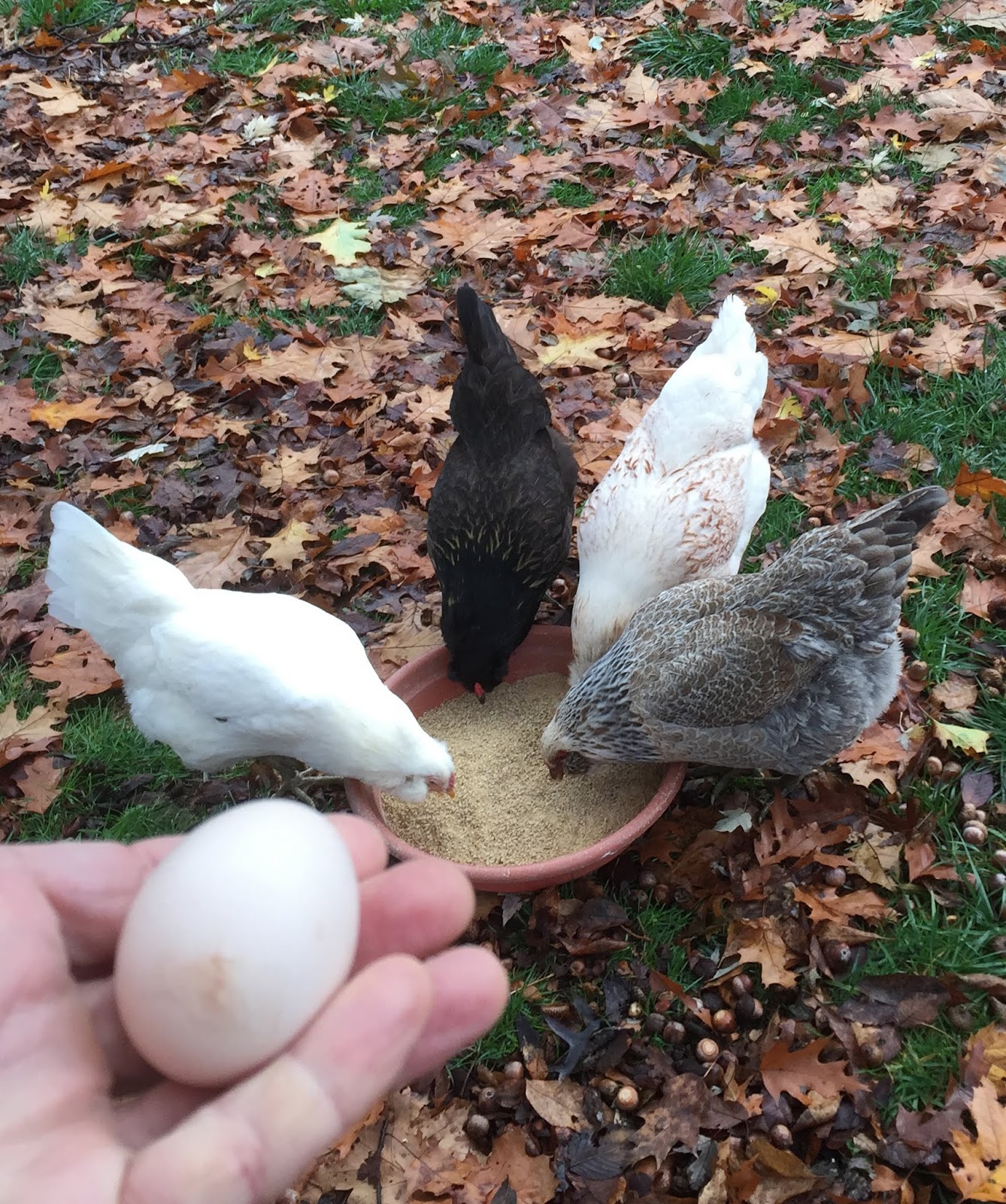 Princeton Nature Notes A Chicken's First Egg!