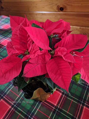 poinsettia plant |  Christmas