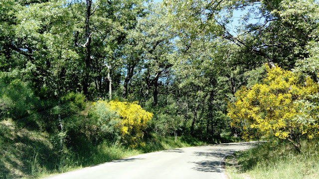 Retama amarilla (Retama sphaerocarpa (L.) Boiss.).