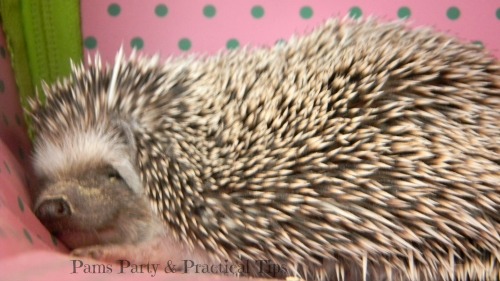 Hedgehog at Woodland Party
