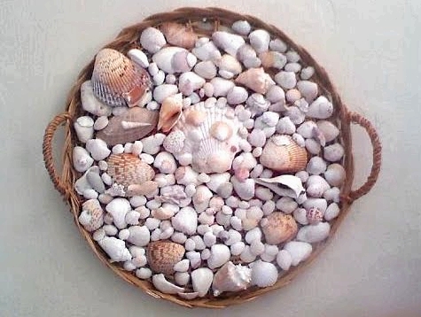 seashell display for wall decor