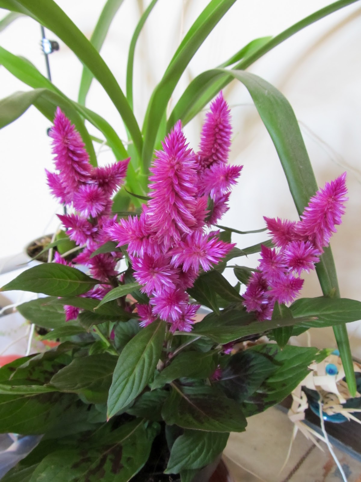 Os Nossos Bichos Celosia Sp Amaranthaceae 