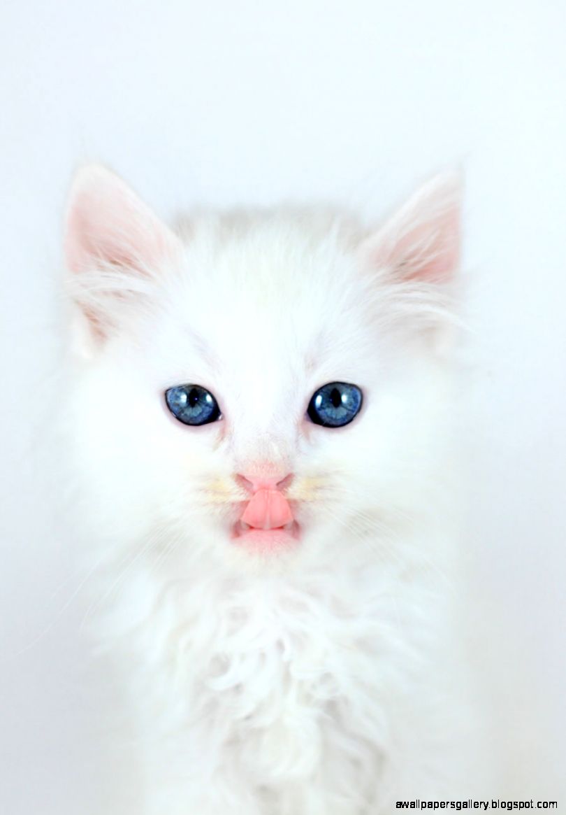 DeviantArt tumblr — white cat blue eyes by jordansart