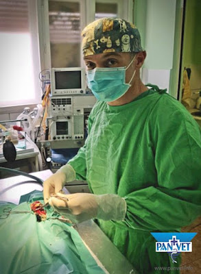 Panvet hirurgija Dr. Slobodan Stevanov