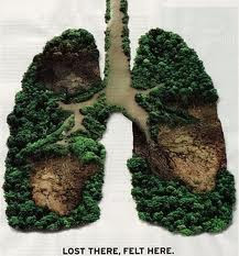 Paru-paru dunia