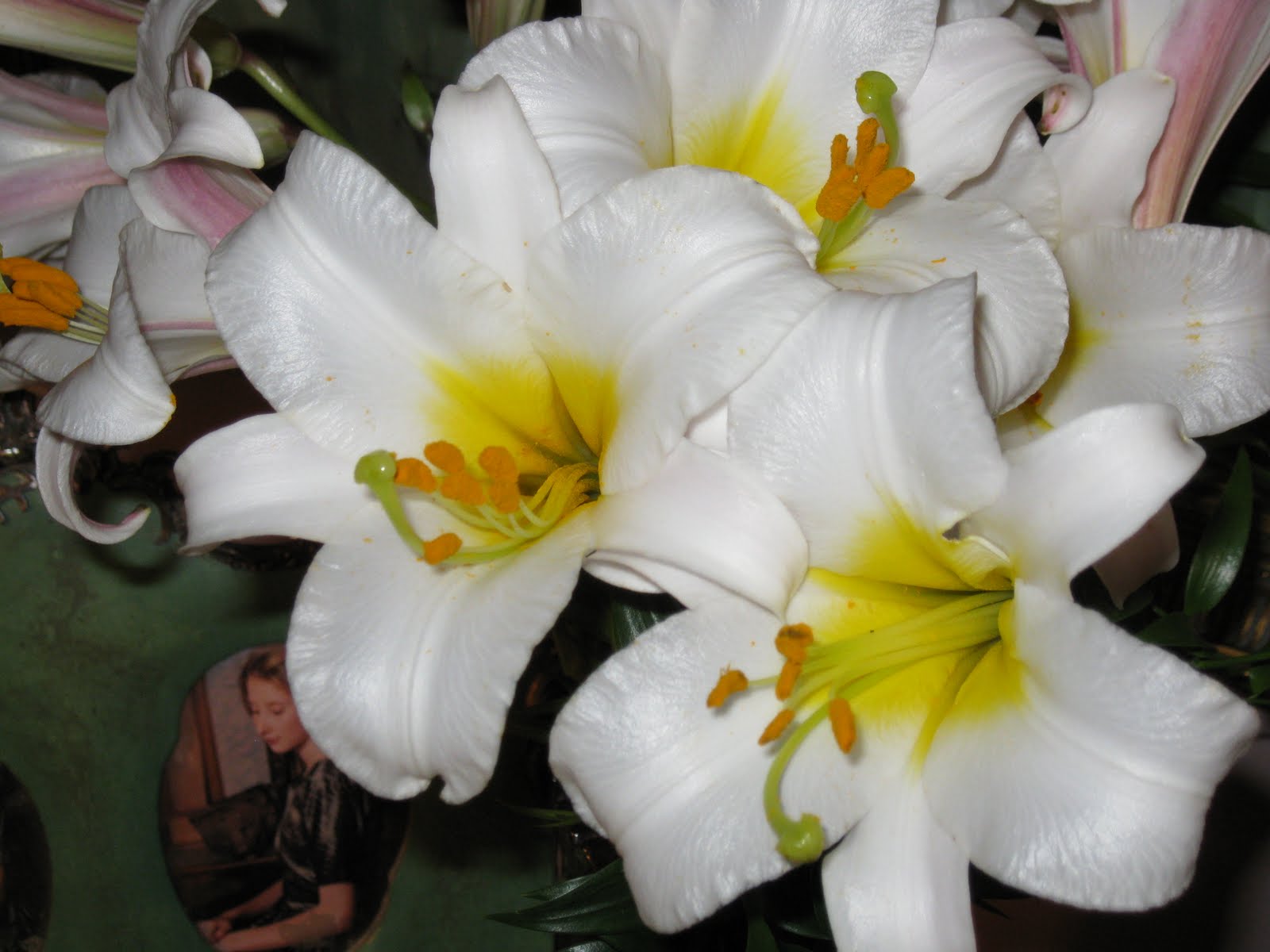 little augury: ...lily, lily,