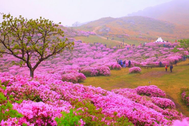 17. Hwangmaesan Royal Azalea Festival, Mt. Hwangmaesan, Gyeongsangnam-do, South Korea - 29 Colorful Festivals and Celebrations Around the World