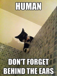 Cat Memes Photos Cat Memes Photos