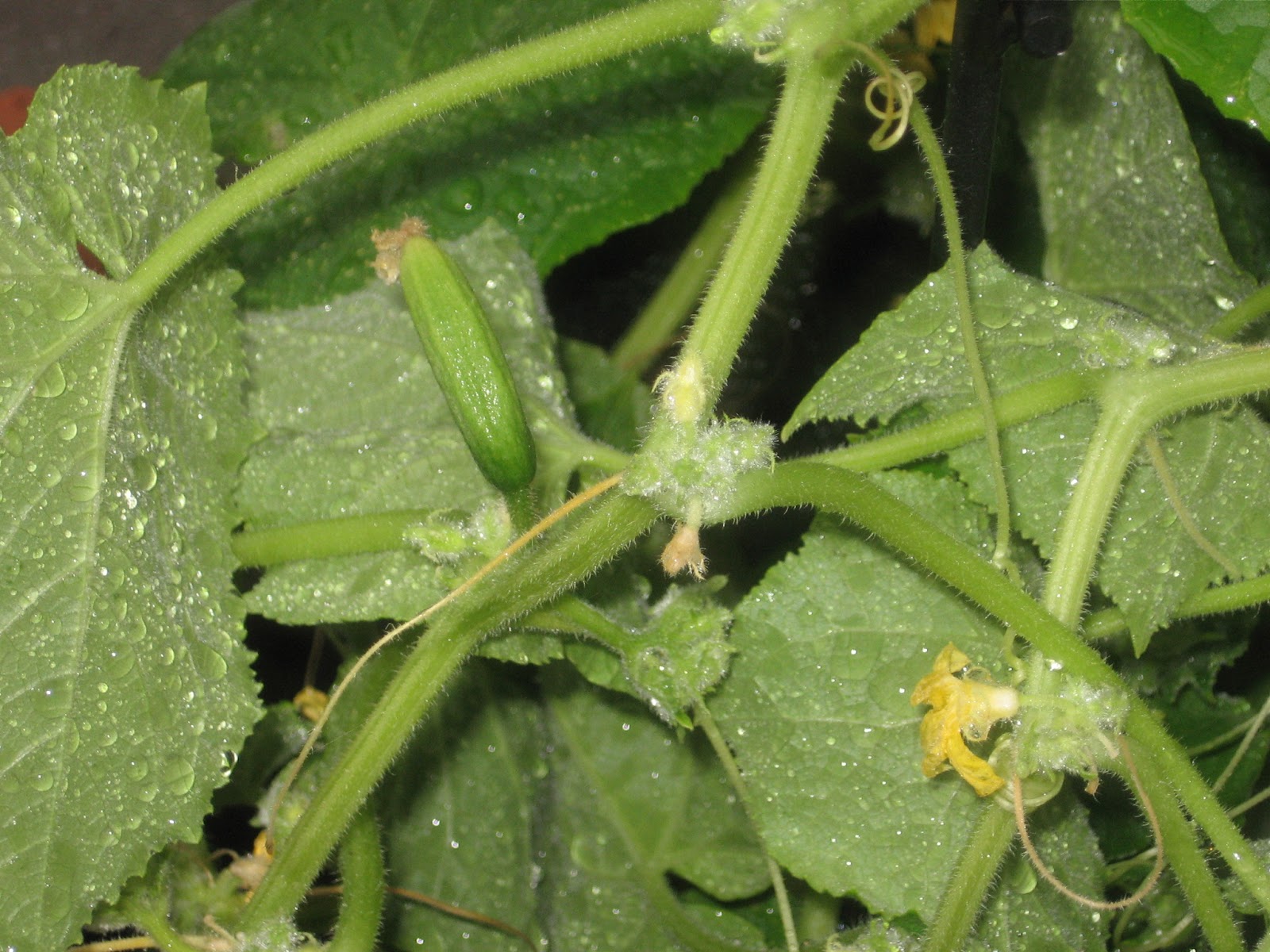 Kansas Gardener Bitter Cucumbers