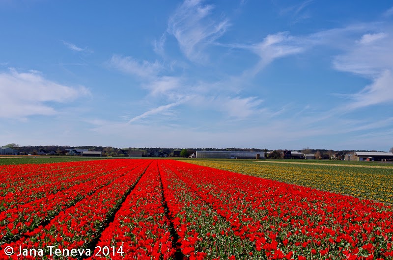 Tulip fields next to Noordwijkerhout