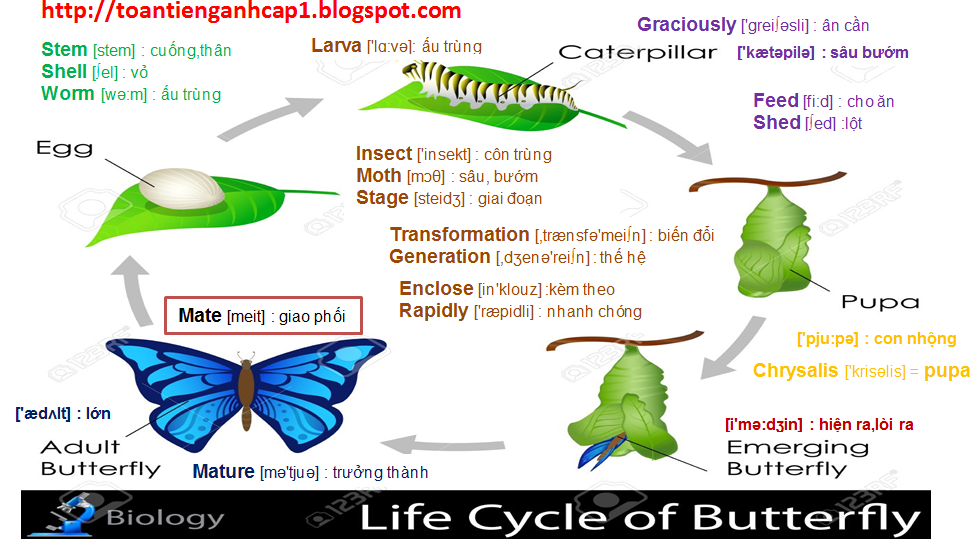 BÀI A BUTTERFLY LIFE CYCLE VÒNG ĐỜI CỦA BƯỚM. TOÁN TIẾNG ANH TIỂU HỌC