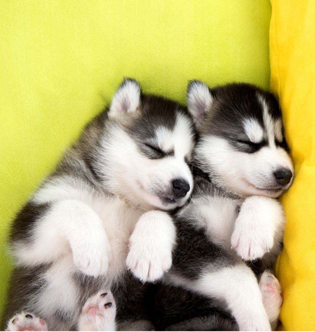 Really Cute Baby Husky Puppies | Joss Wallpapers
