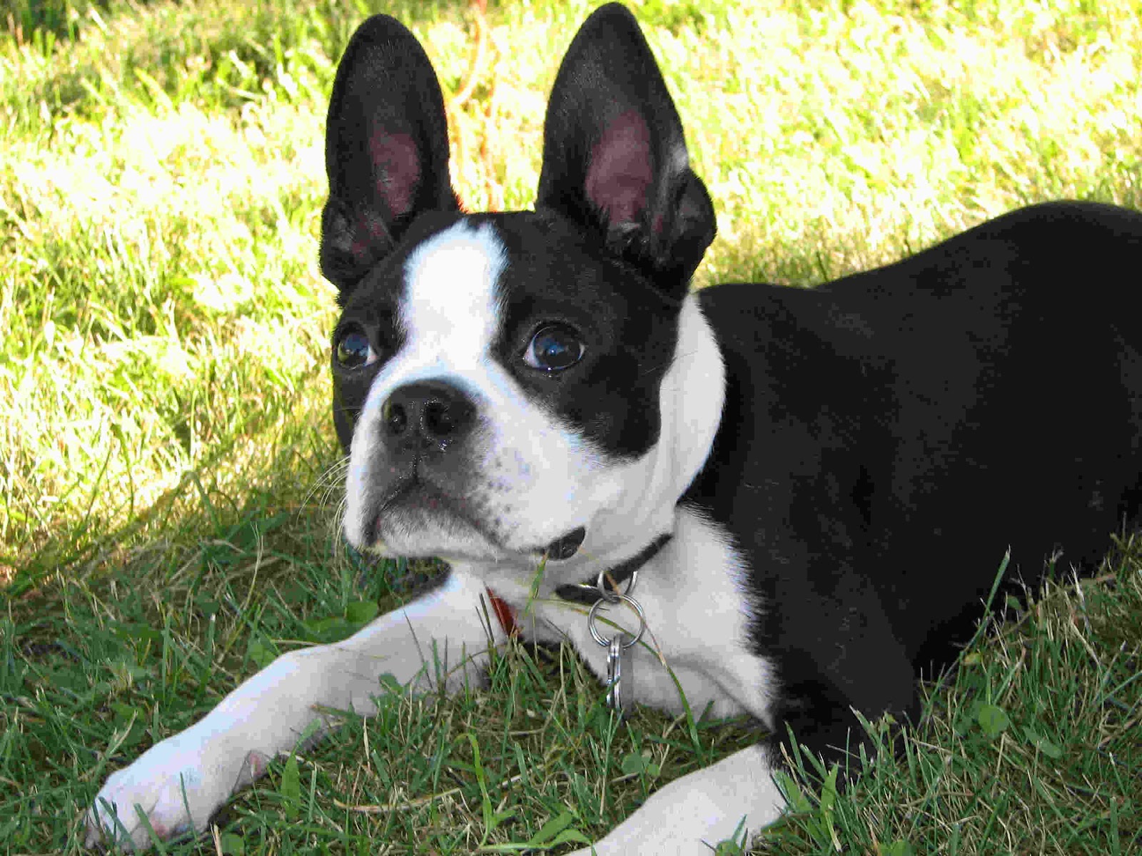 Boston Terrier Puppy Pictures Puppy Pictures and Information