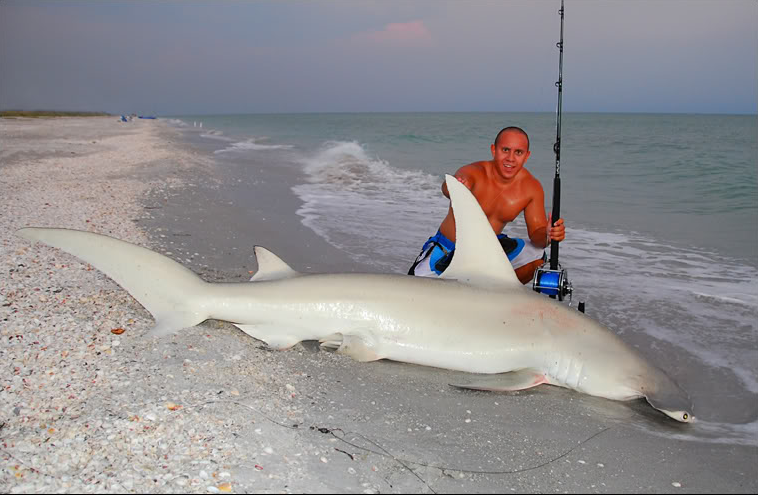 How To Fishing: Shark Surf Fishing Techniques