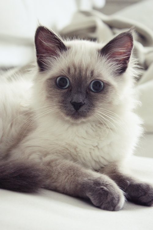 White Living Neues von Polly und Gewinner